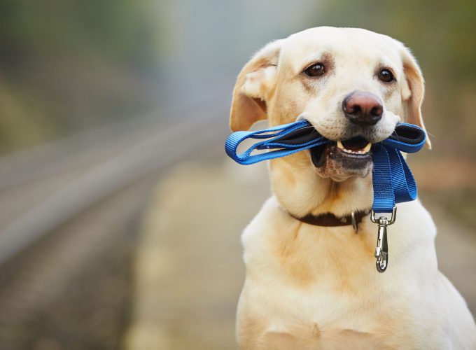 Wallpaper Labrador, dog, funny animals, 5k, Animals 4575716770